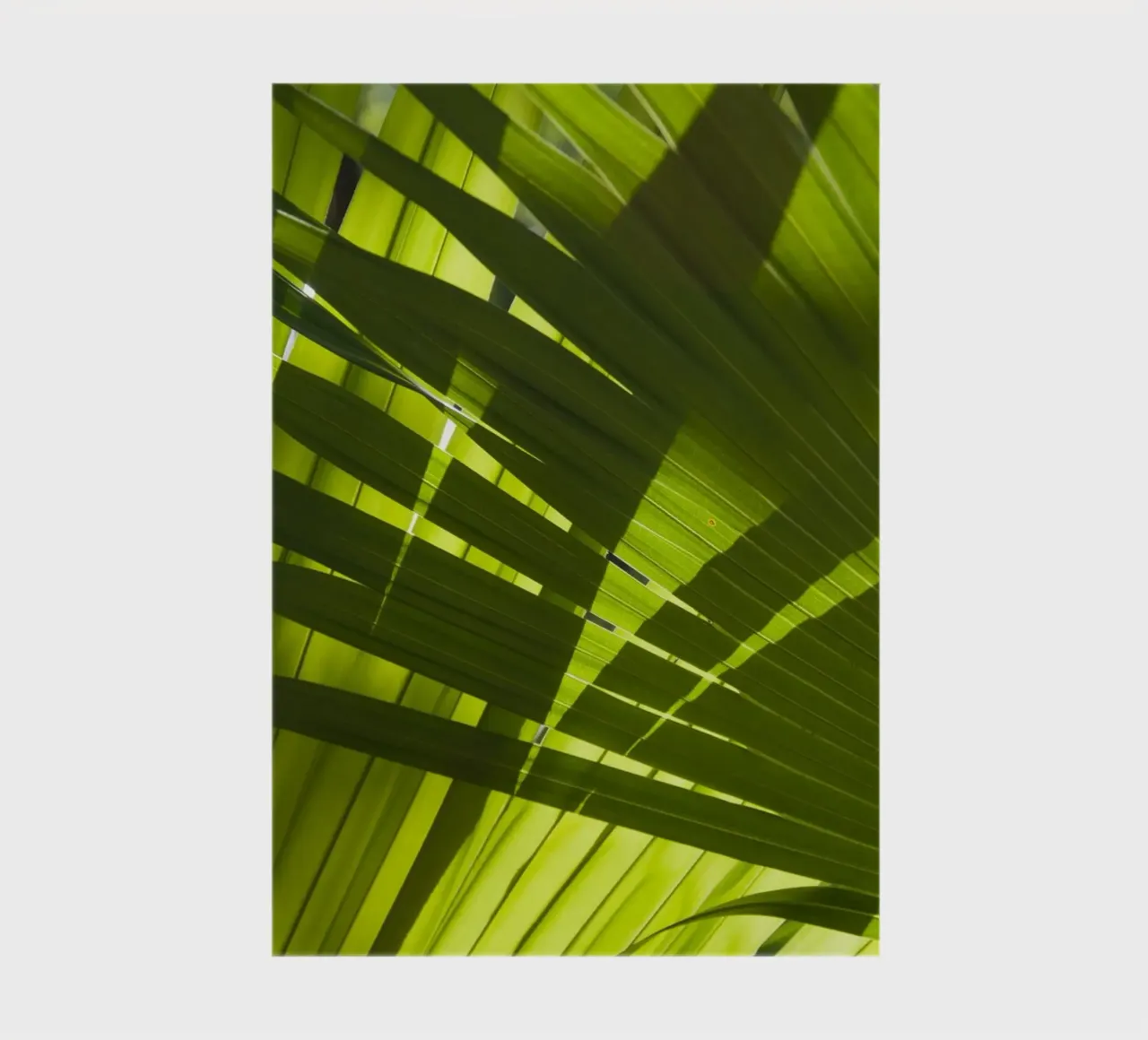 Palm Shadow 02 notebook by amini54