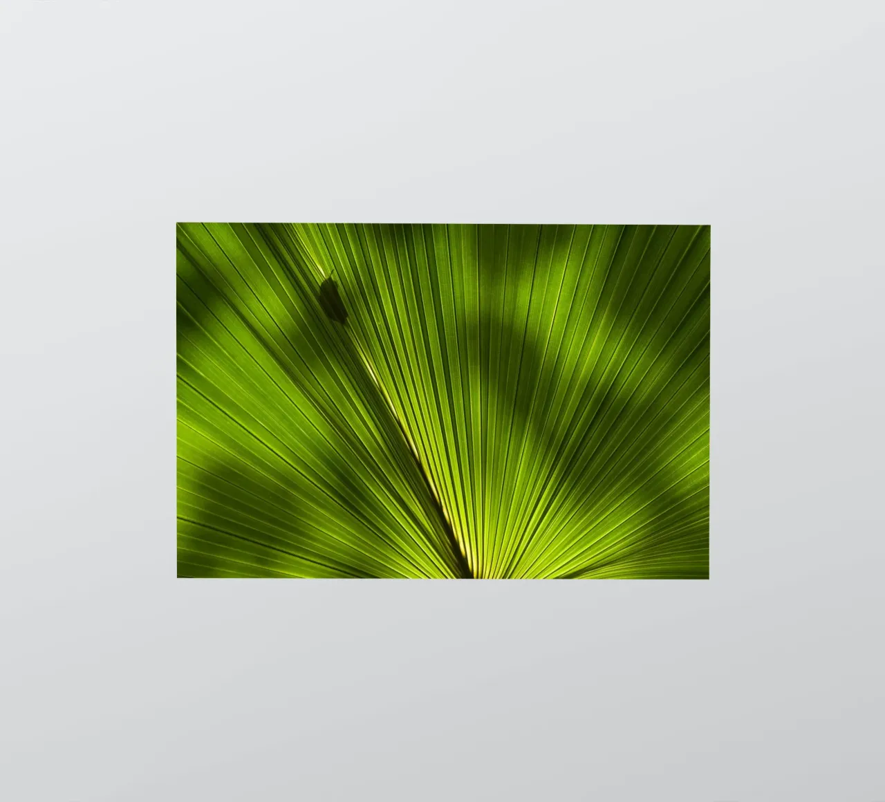 Ombre de palme 04 autocollant de amini54