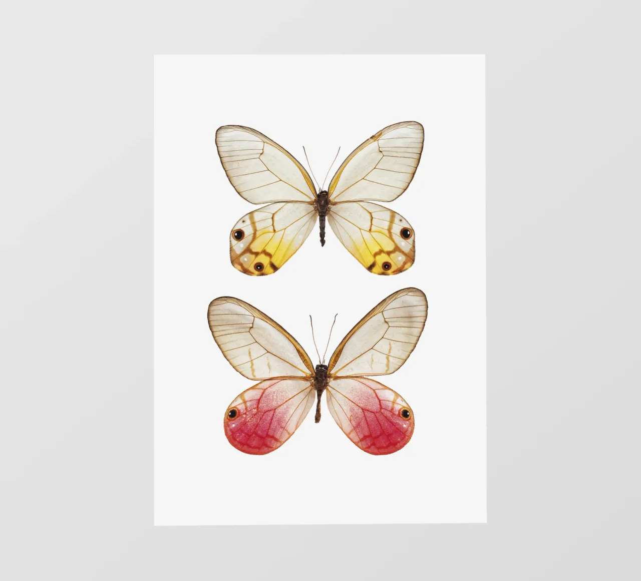 Eleganza morbida: Farfalla gialla e rosa pellicola backlit da Curious Collections by Marielle Leenders