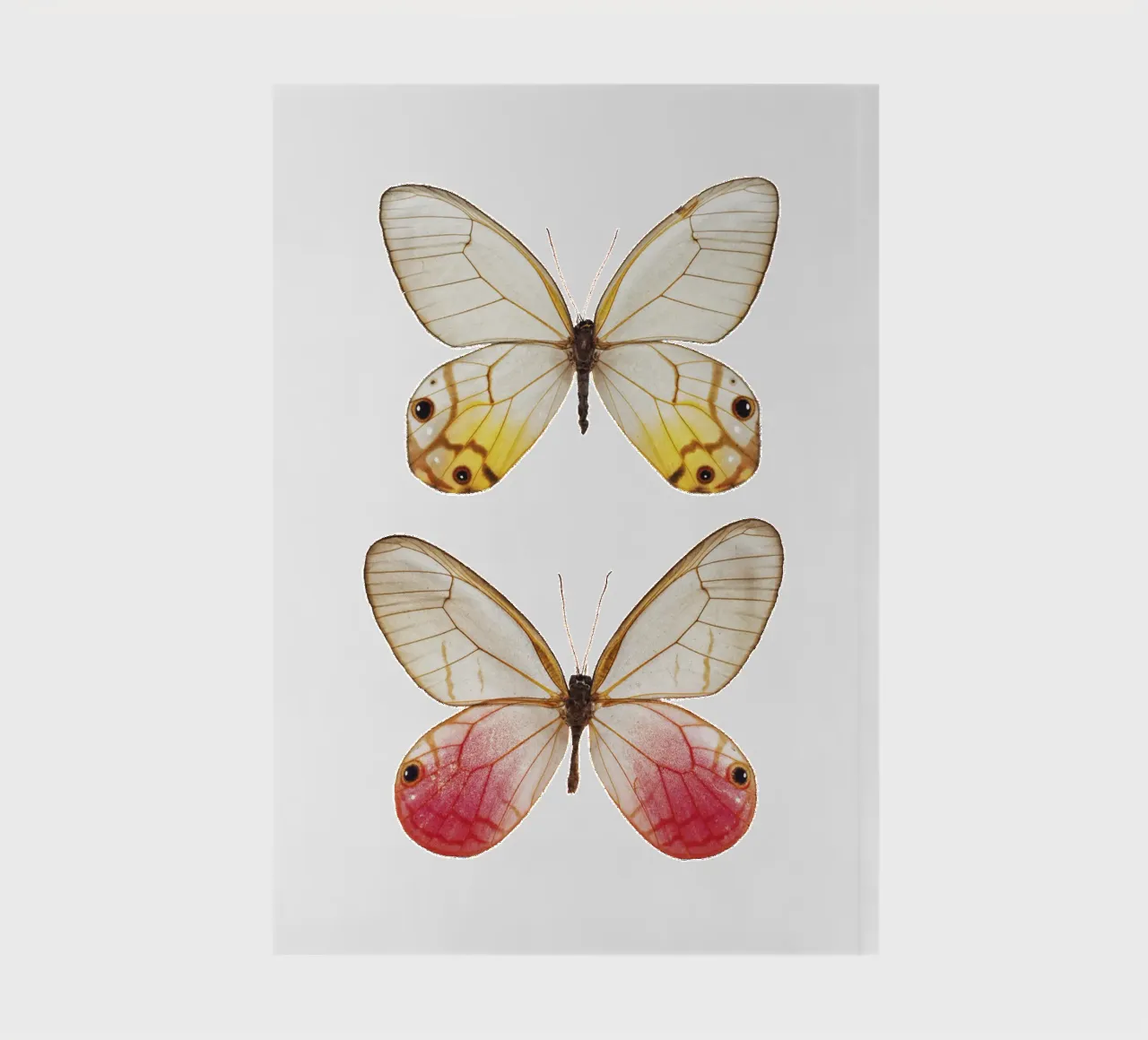 Élégance douce : Papillon jaune et rose carnet de notes de Curious Collections by Marielle Leenders