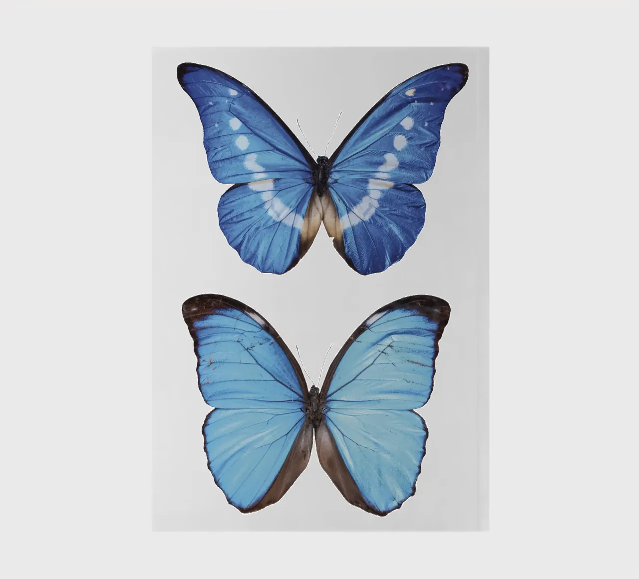 Leuchtendes Blau: Zwei leuchtend blaue Schmetterlinge Notizbuch von Curious Collections by Marielle Leenders