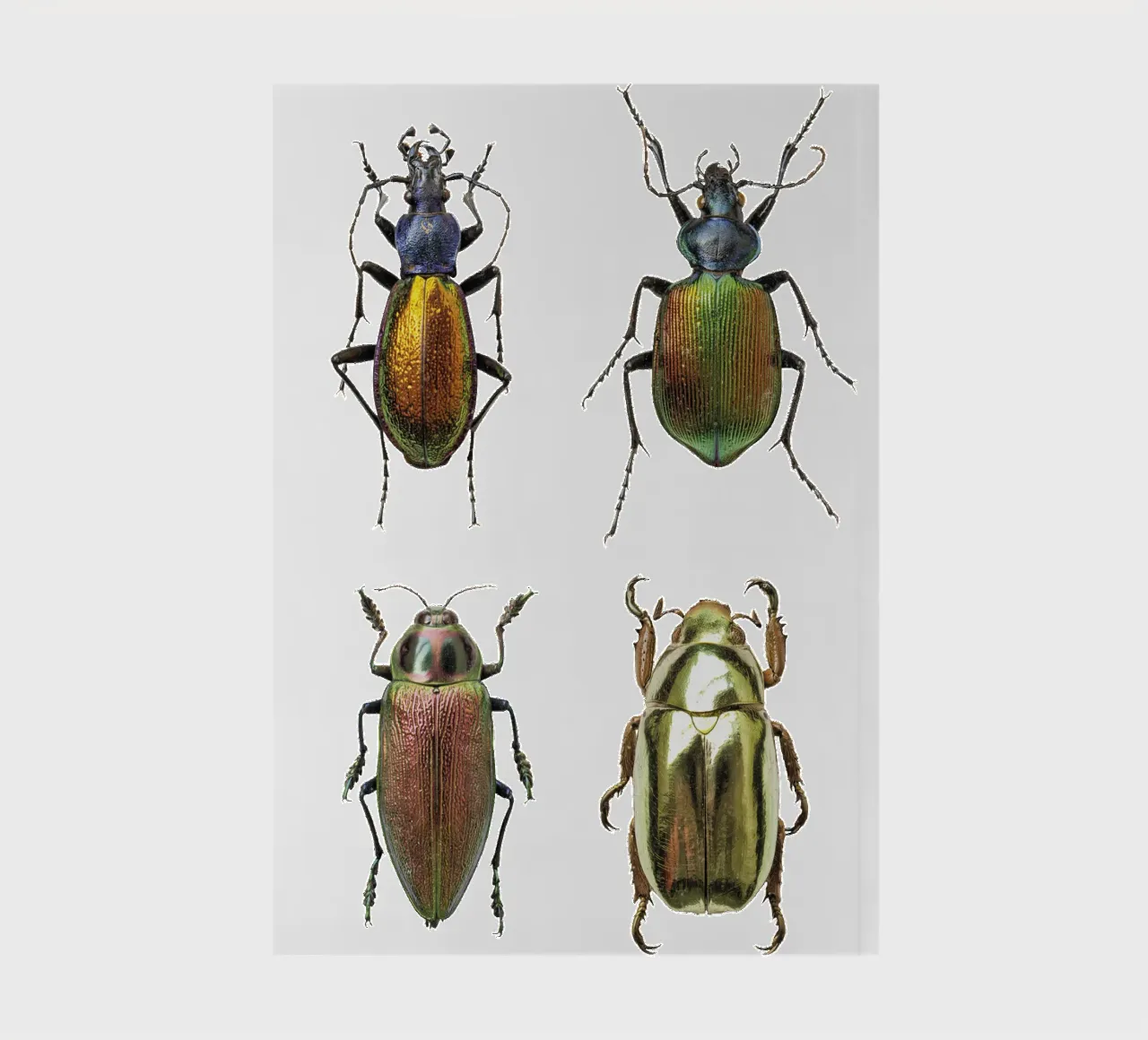 Glimmering Jewels: Four Shimmering Beetles notebook by Curious Collections by Marielle Leenders