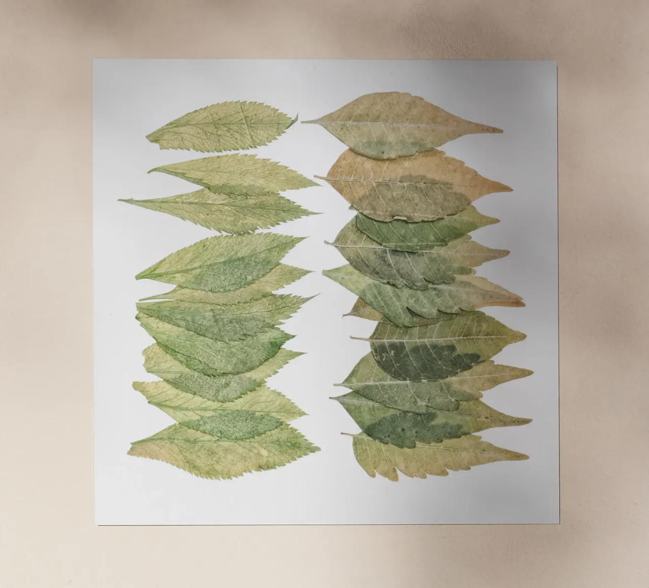 Armonia lussureggiante: Foglie verdi splendidamente disposte pellicola backlit da Curious Collections by Marielle Leenders