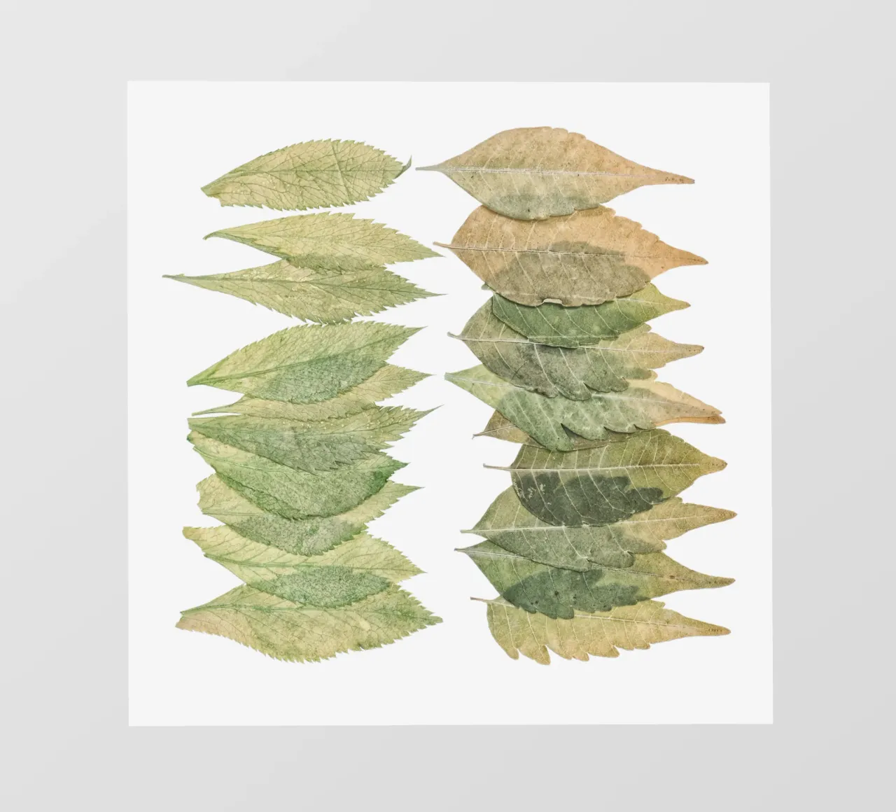 Armonia lussureggiante: Foglie verdi splendidamente disposte pellicola backlit da Curious Collections by Marielle Leenders