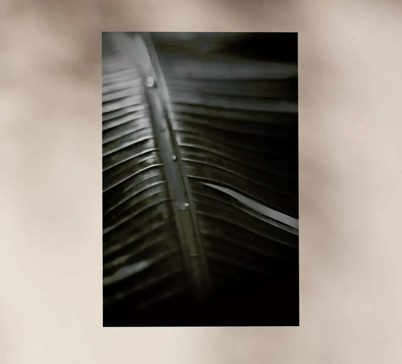 Botanical I - Banana Leaf pellicola backlit da Anja Hebrank Photography