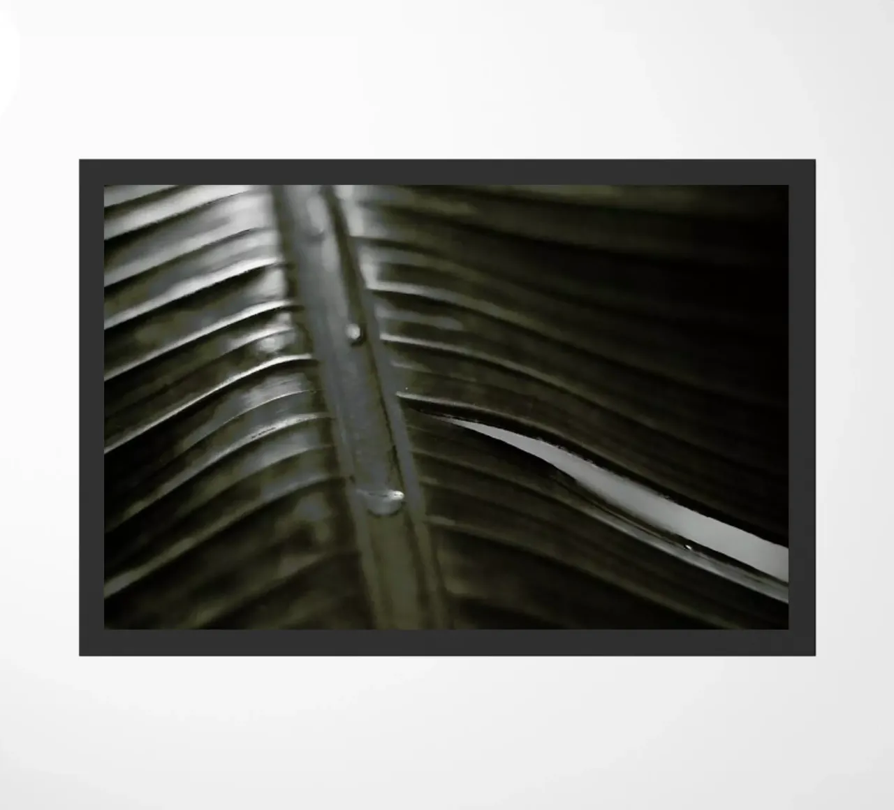 Botanical I - Banana Leaf zerbino da Anja Hebrank Photography