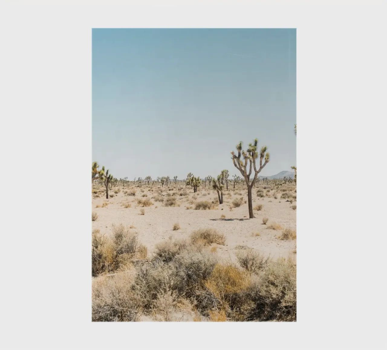 Joshua Tree National Park notebook by patiphotography