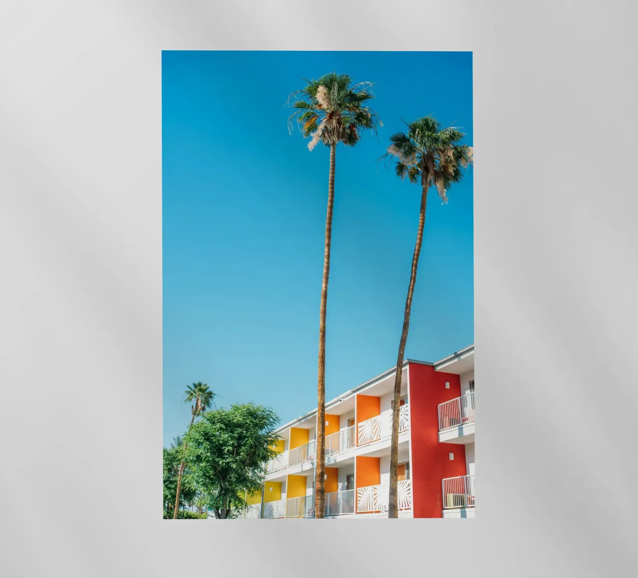 Palm Springs Trees pellicola backlit da patiphotography