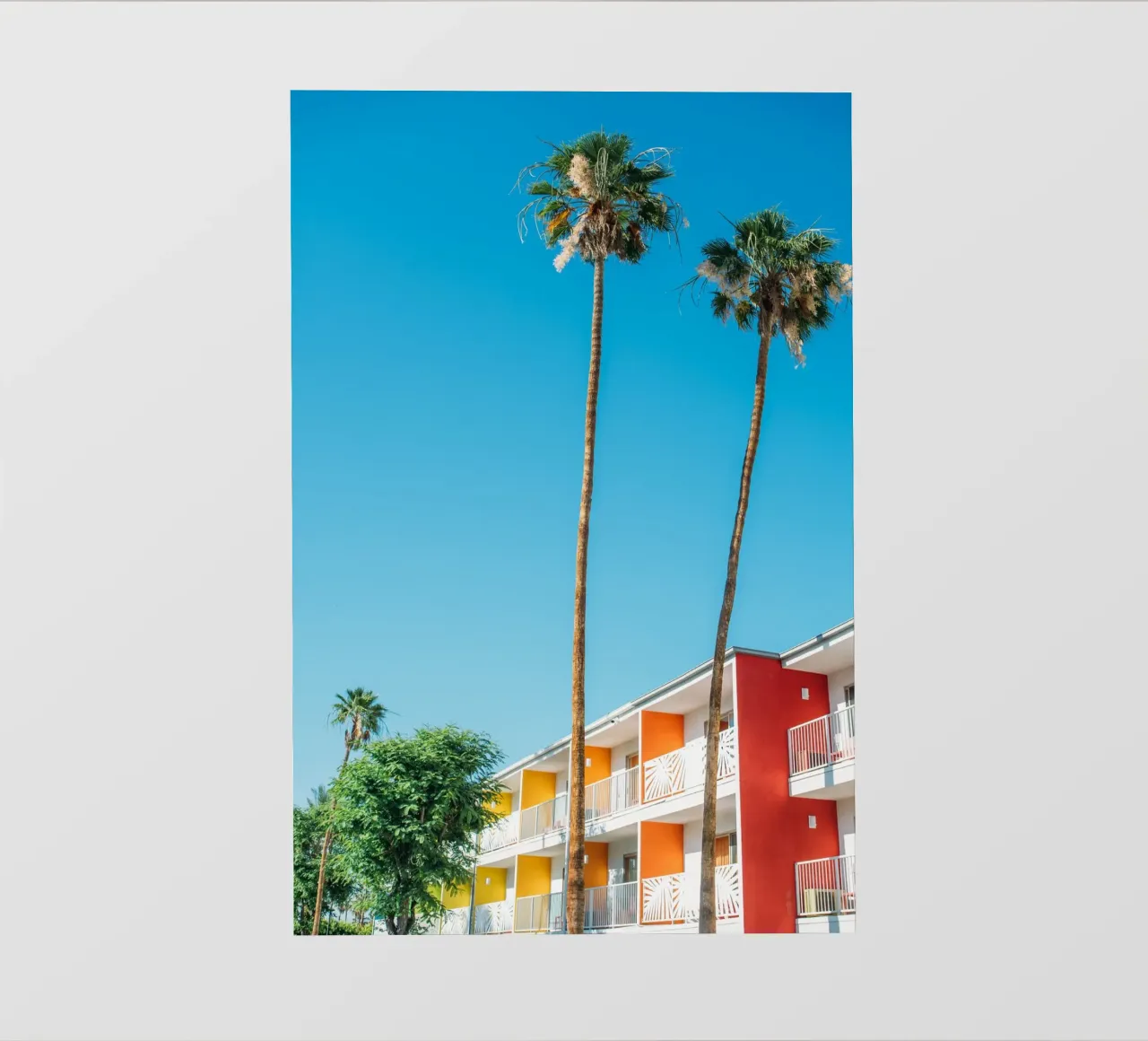 Palm Springs Trees pellicola backlit da patiphotography
