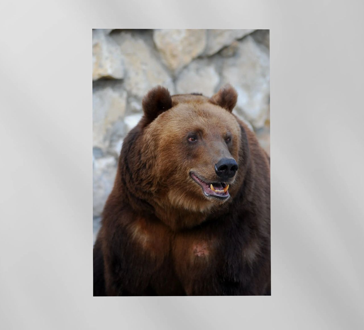 Orso pellicola backlit da Alexey