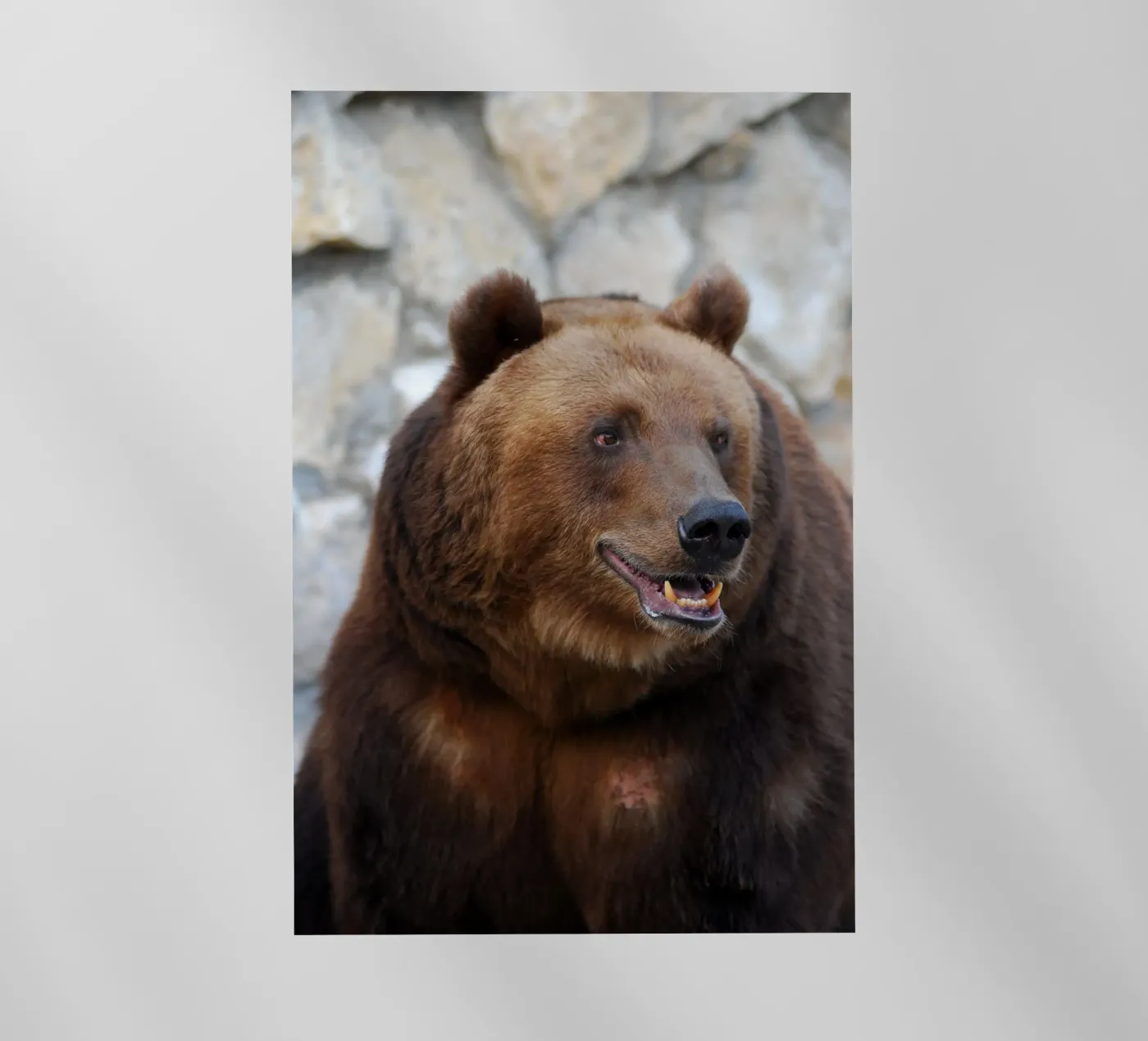 Bear pellicola backlit da Alexey