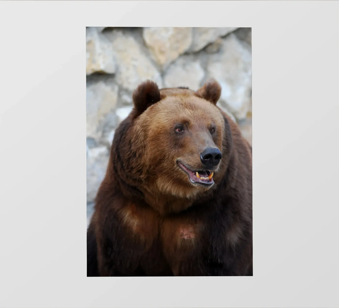 Bear pellicola backlit da Alexey