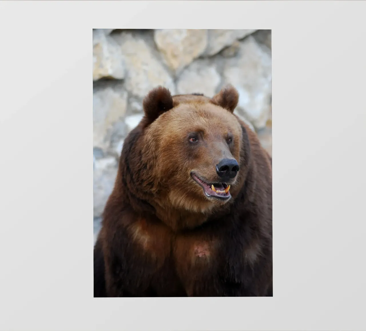 Orso pellicola backlit da Alexey