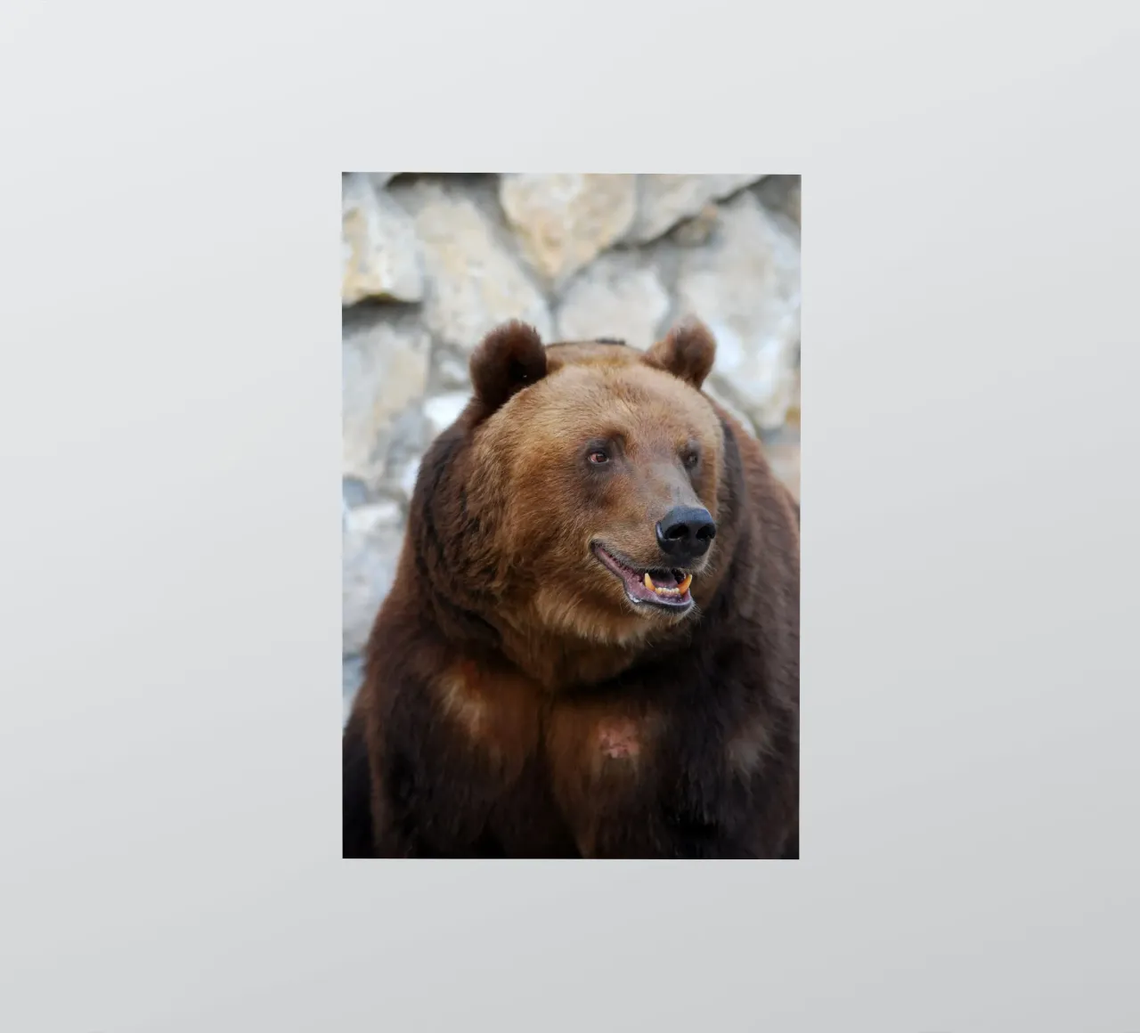 Bear sticker by Alexey