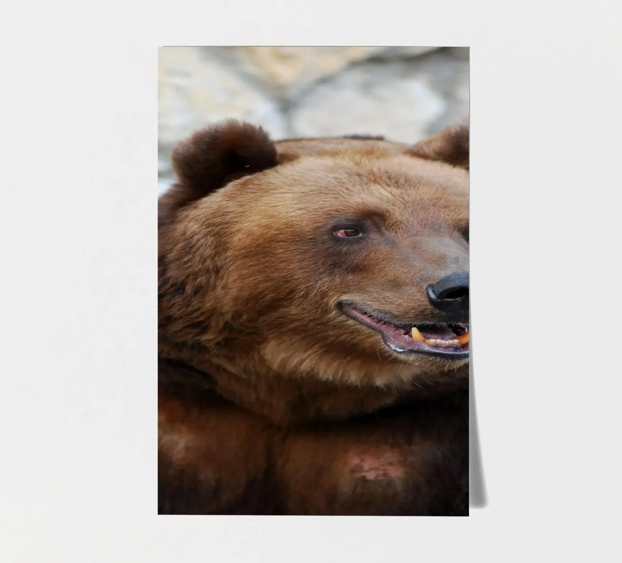 Bear sticker sheet by Alexey