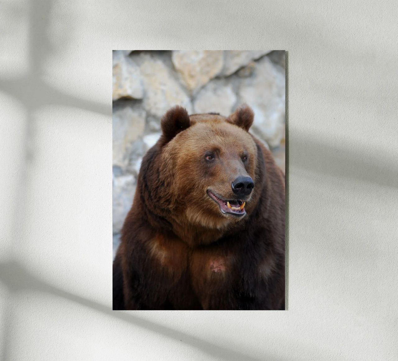 Orso plexiglass da Alexey