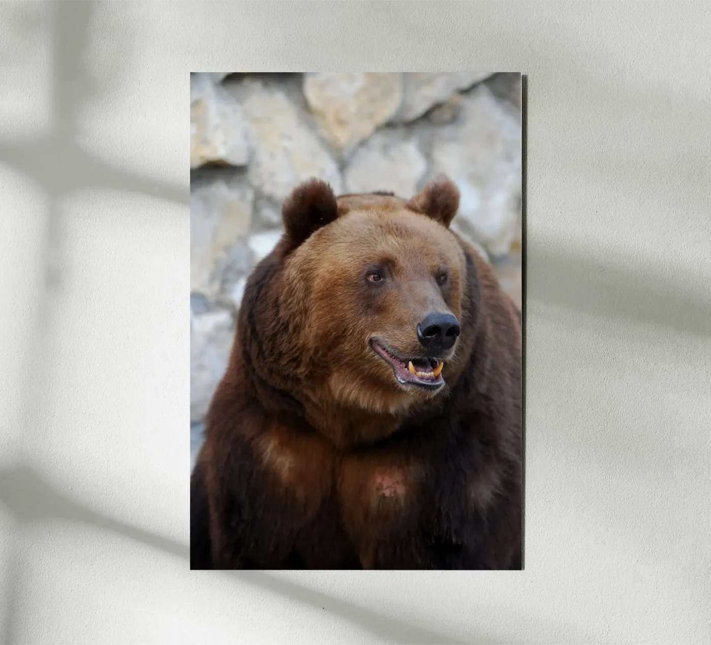 Orso alluminio dibond da Alexey