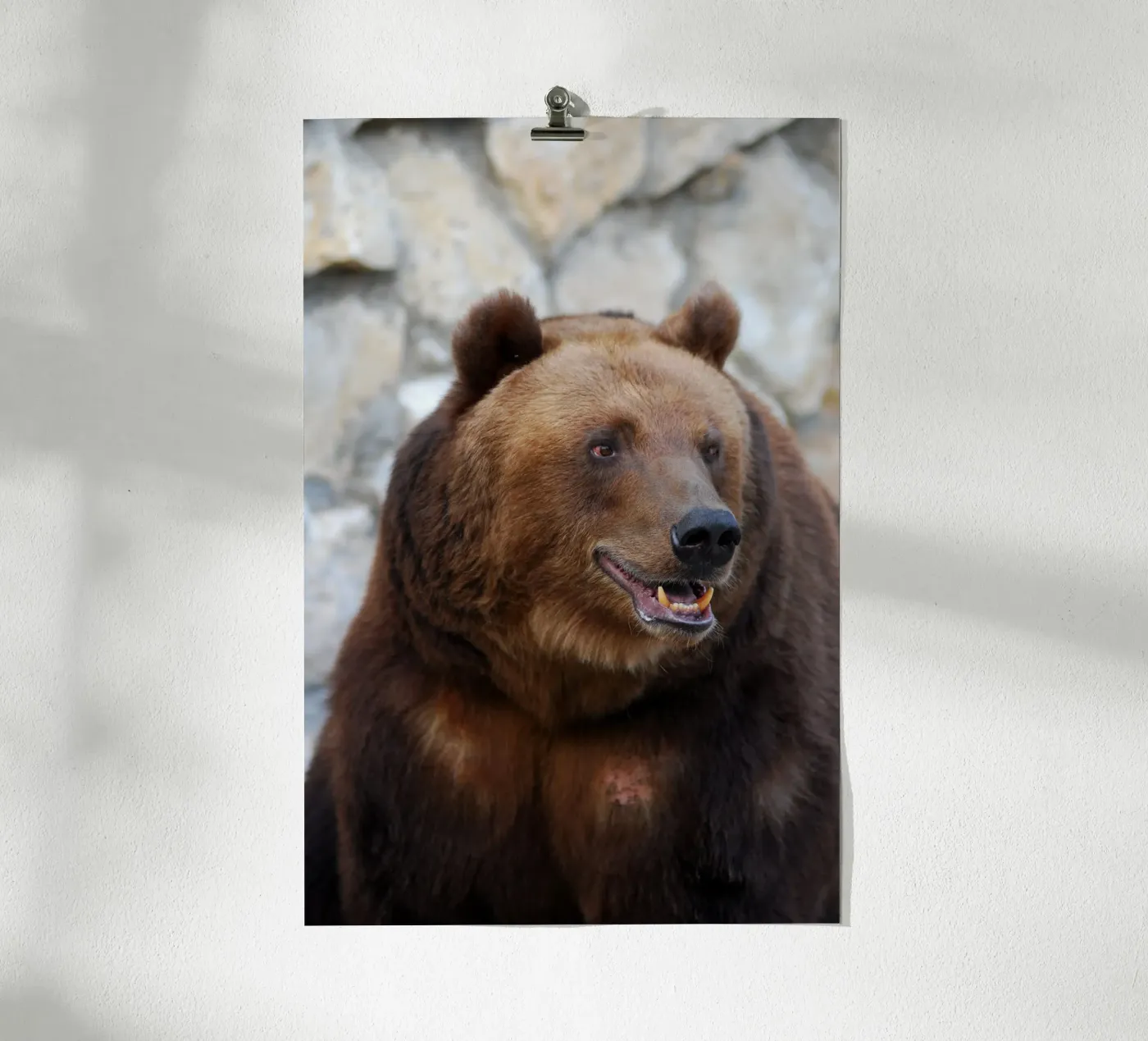 Bear poster by Alexey
