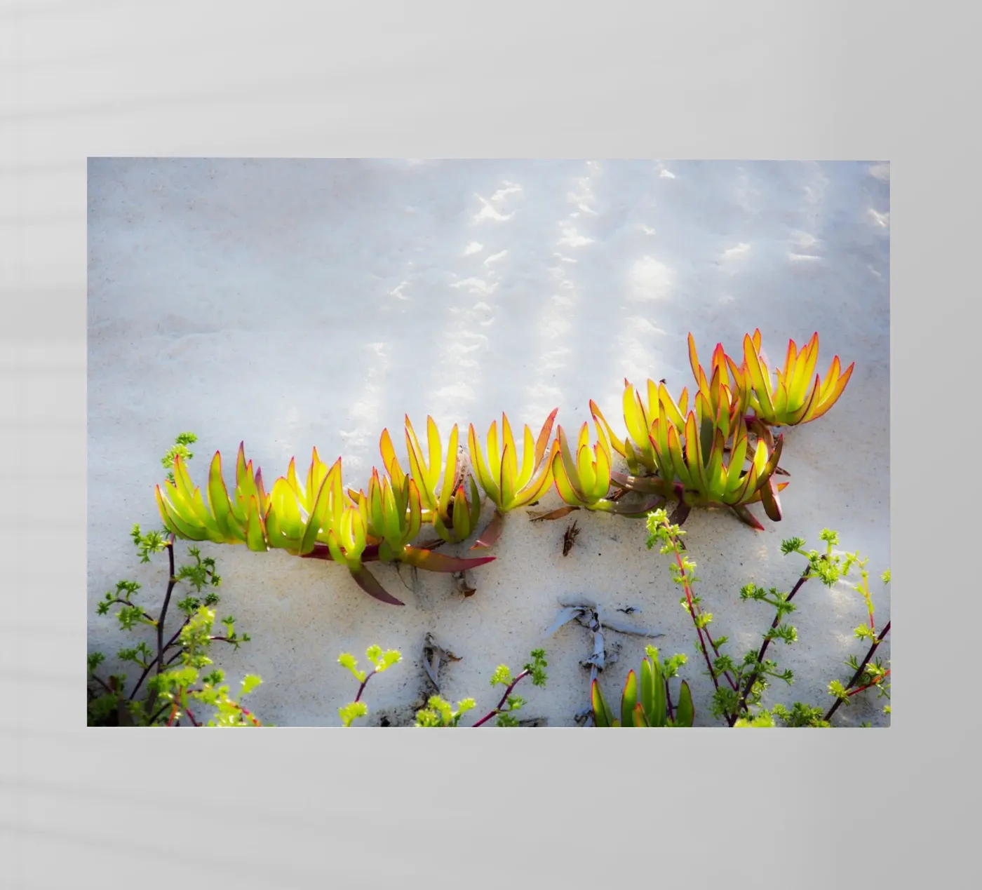 Duinen backlit folie van Teresa André