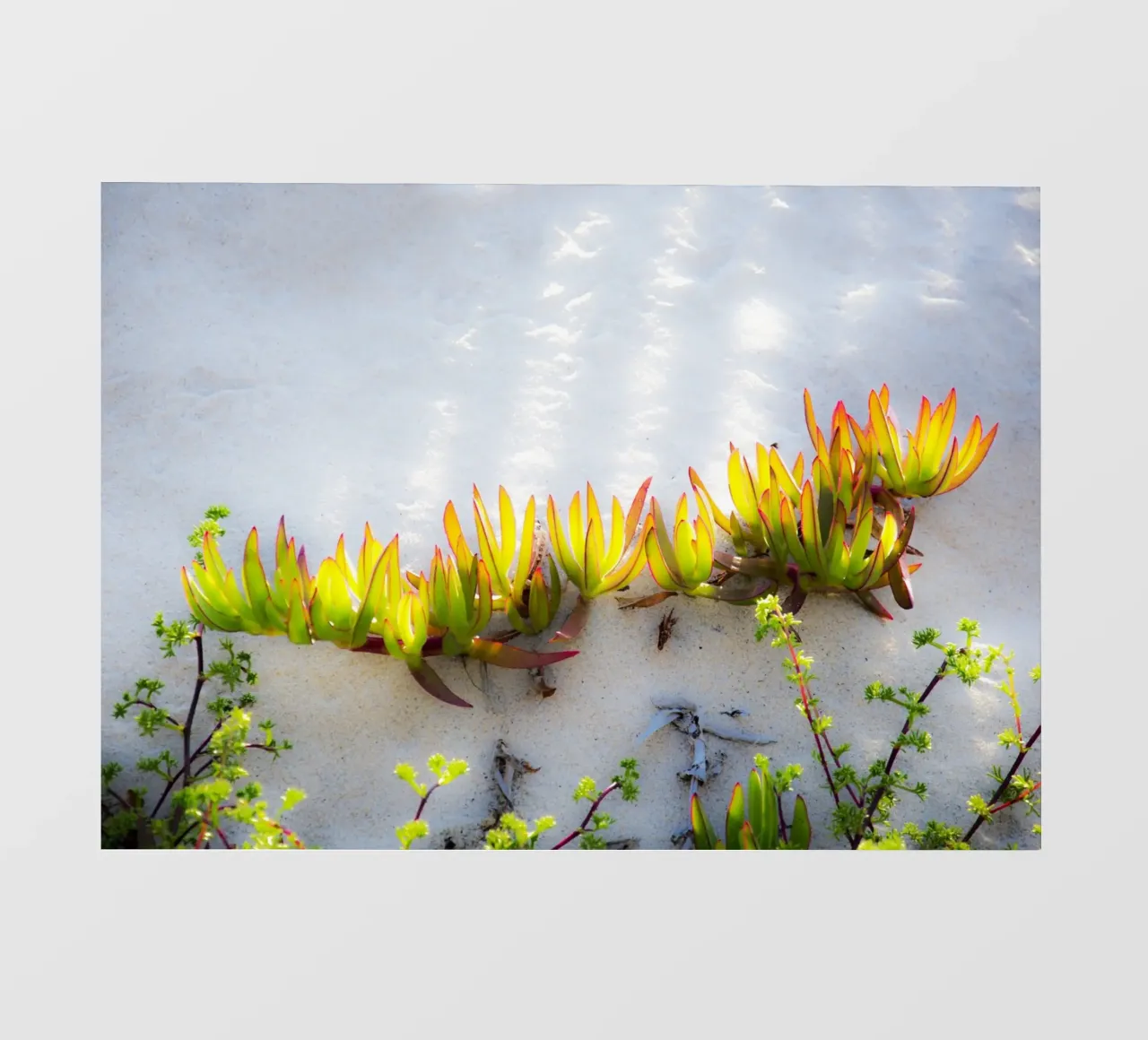 Dune pellicola backlit da Teresa André