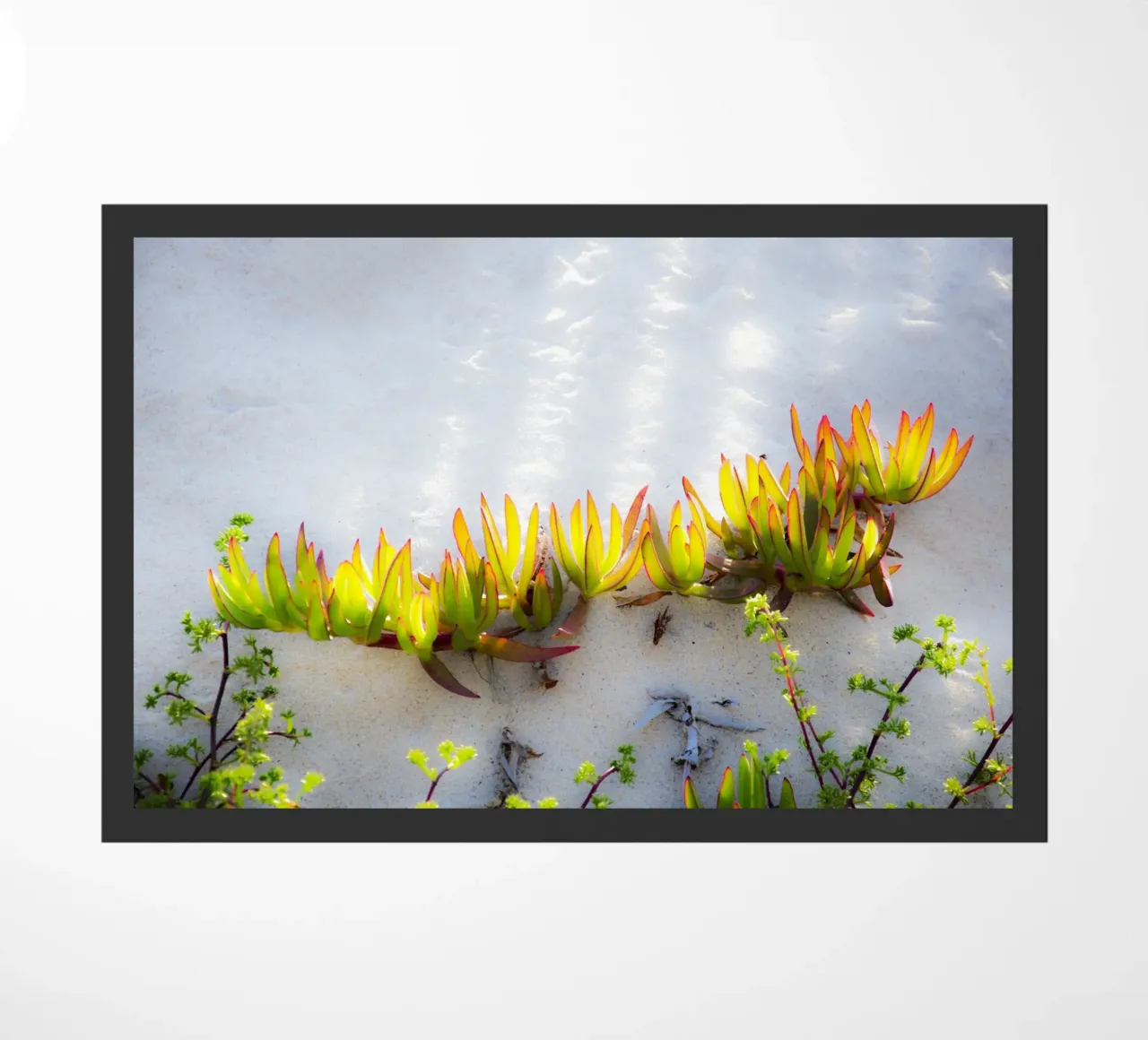 Dune zerbino da Teresa André