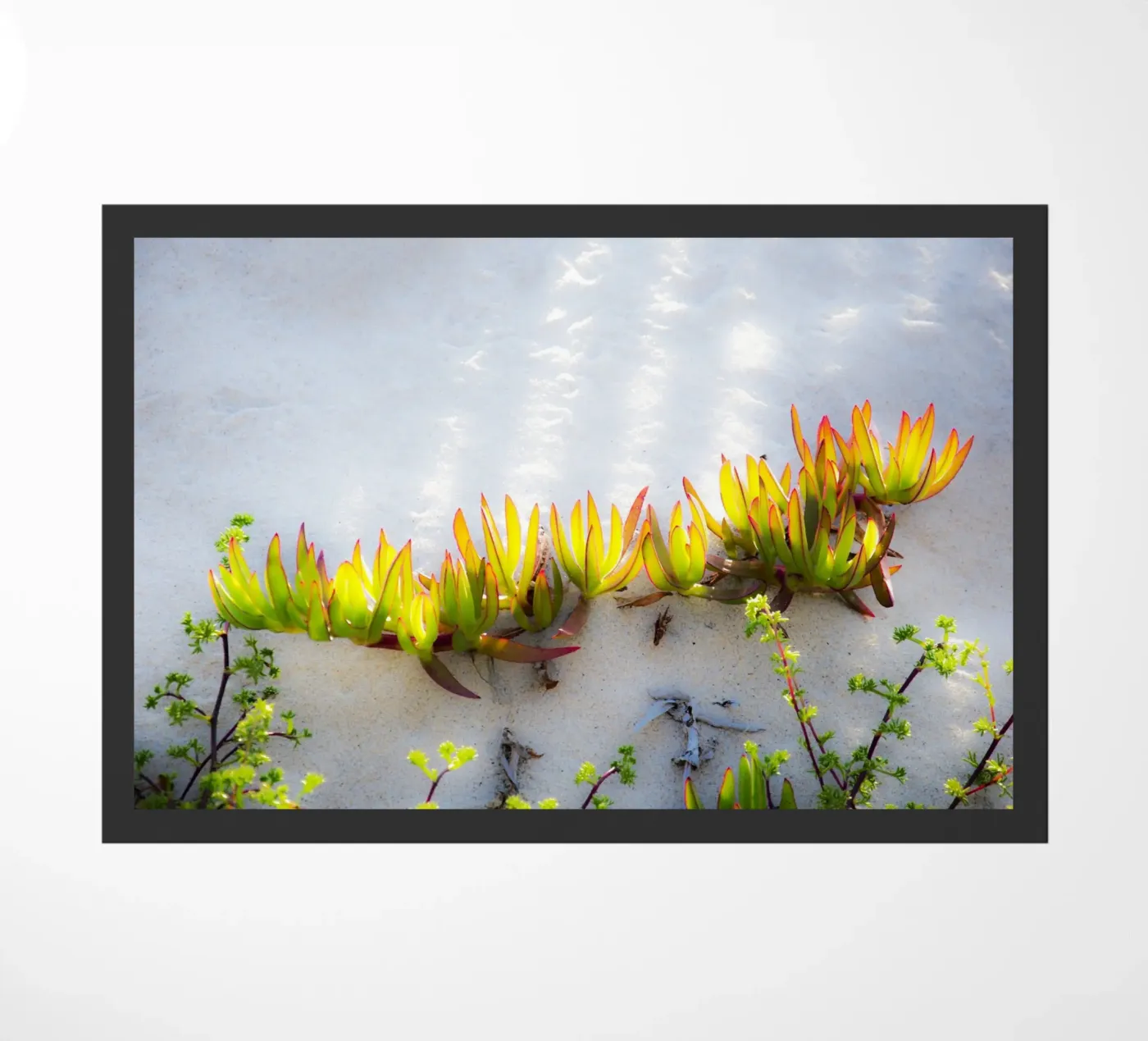 Dune zerbino da Teresa André