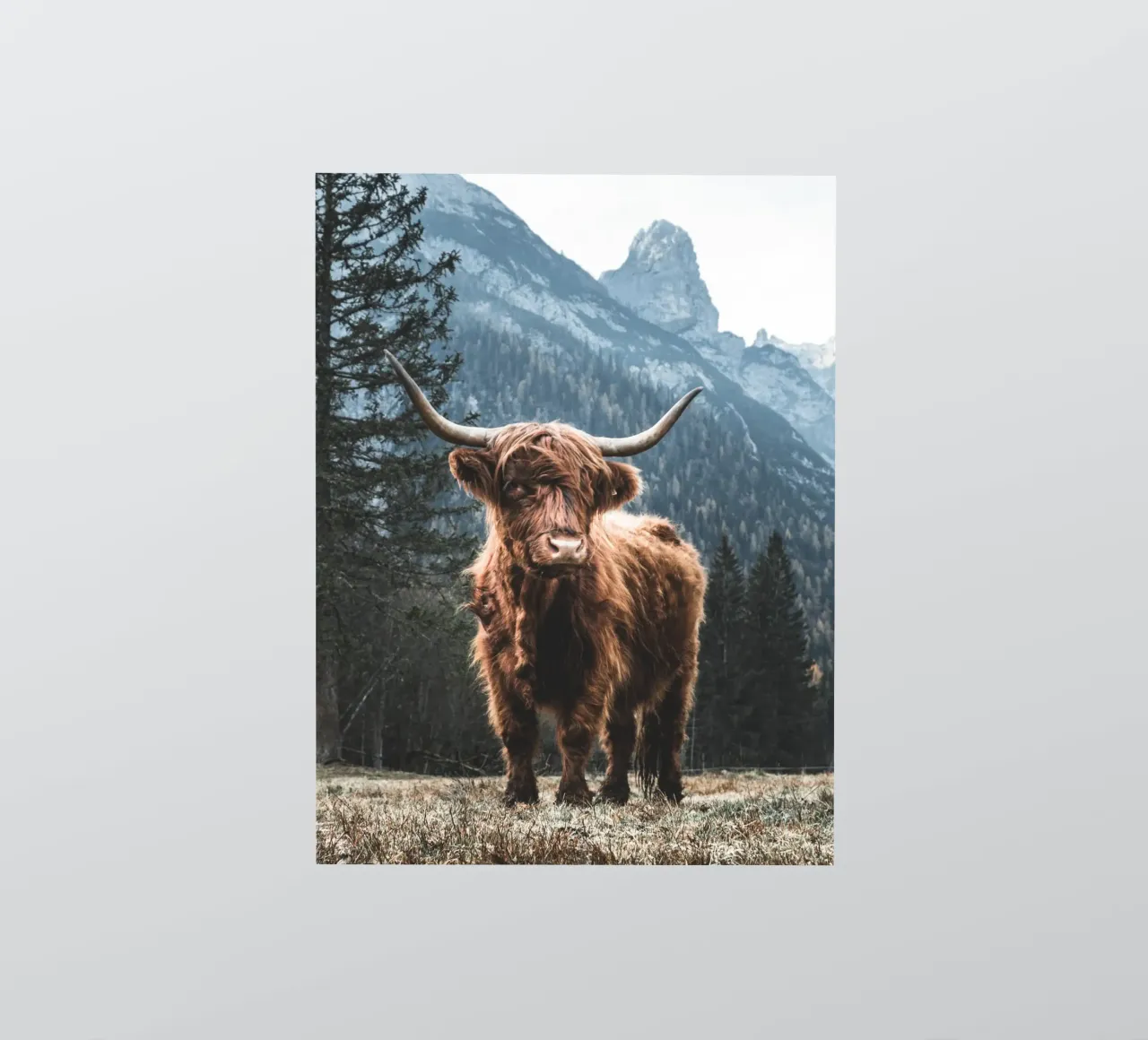 Highland cow in front of a mountain backdrop - Rustic nature photography sticker by Whole©