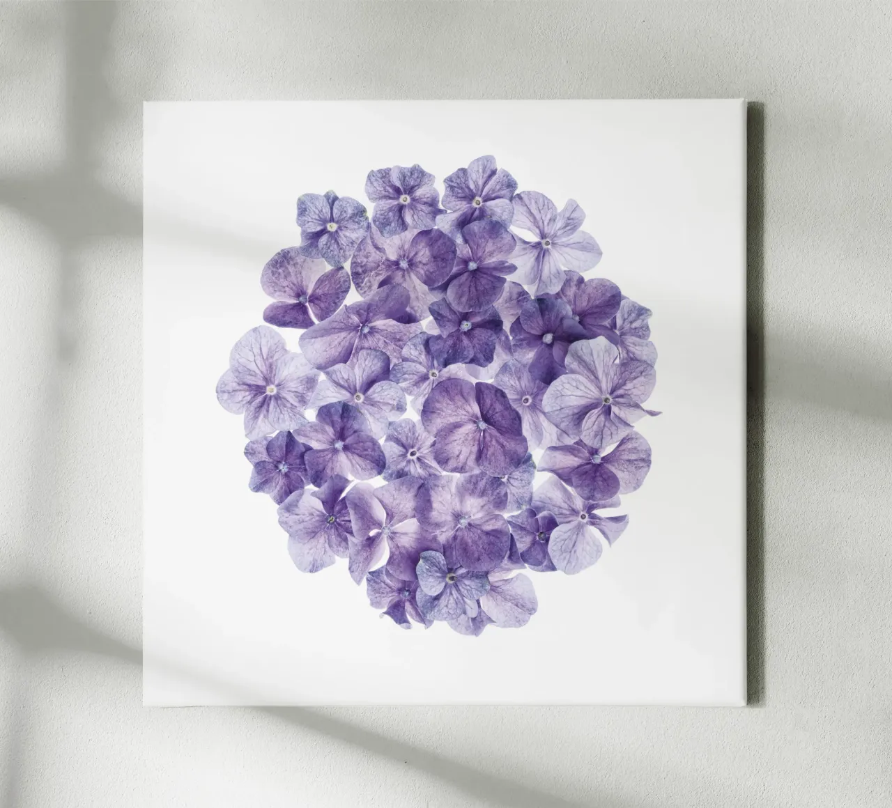 Cercle d'élégance : Fleurs d'hortensia délicates et violettes toile avec Caisse américaine de Curious Collections by Marielle Leenders