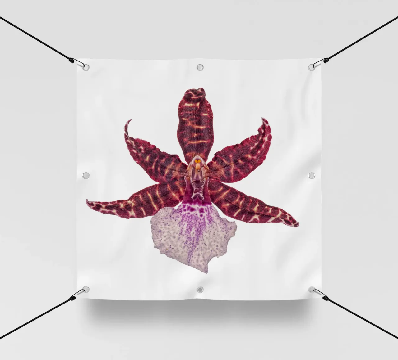 Bellezza squisita: Orchidea rossa telo in pvc da Curious Collections by Marielle Leenders