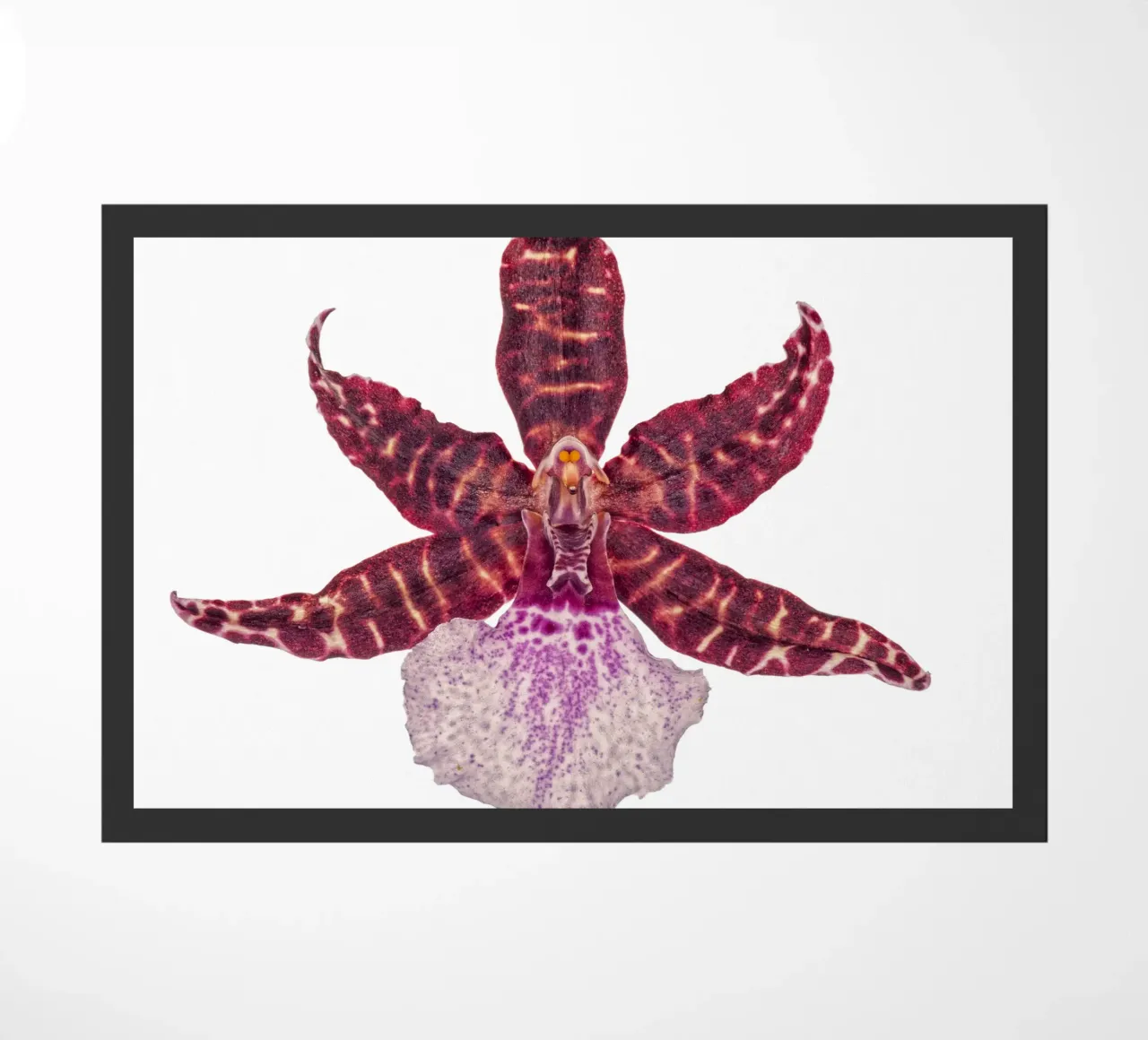 Bellezza squisita: Orchidea rossa zerbino da Curious Collections by Marielle Leenders