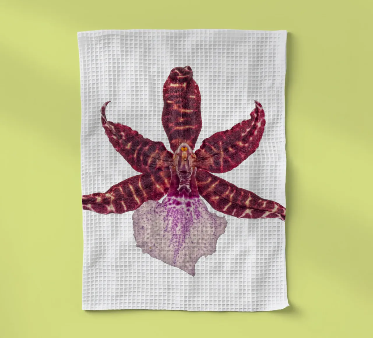 Bellezza squisita: Orchidea rossa canovaccio da cucina da Curious Collections by Marielle Leenders