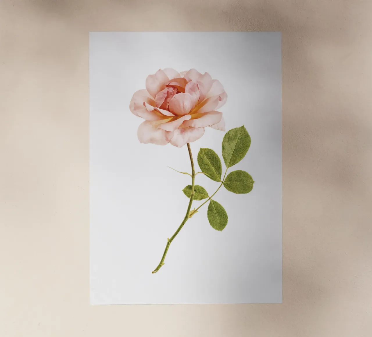 Timeless Elegance: Single Apricot Rose backlit film by Curious Collections by Marielle Leenders