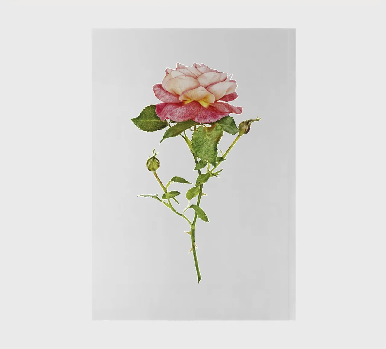Elegant Fusion: Orange-Pink Rose notebook by Curious Collections by Marielle Leenders