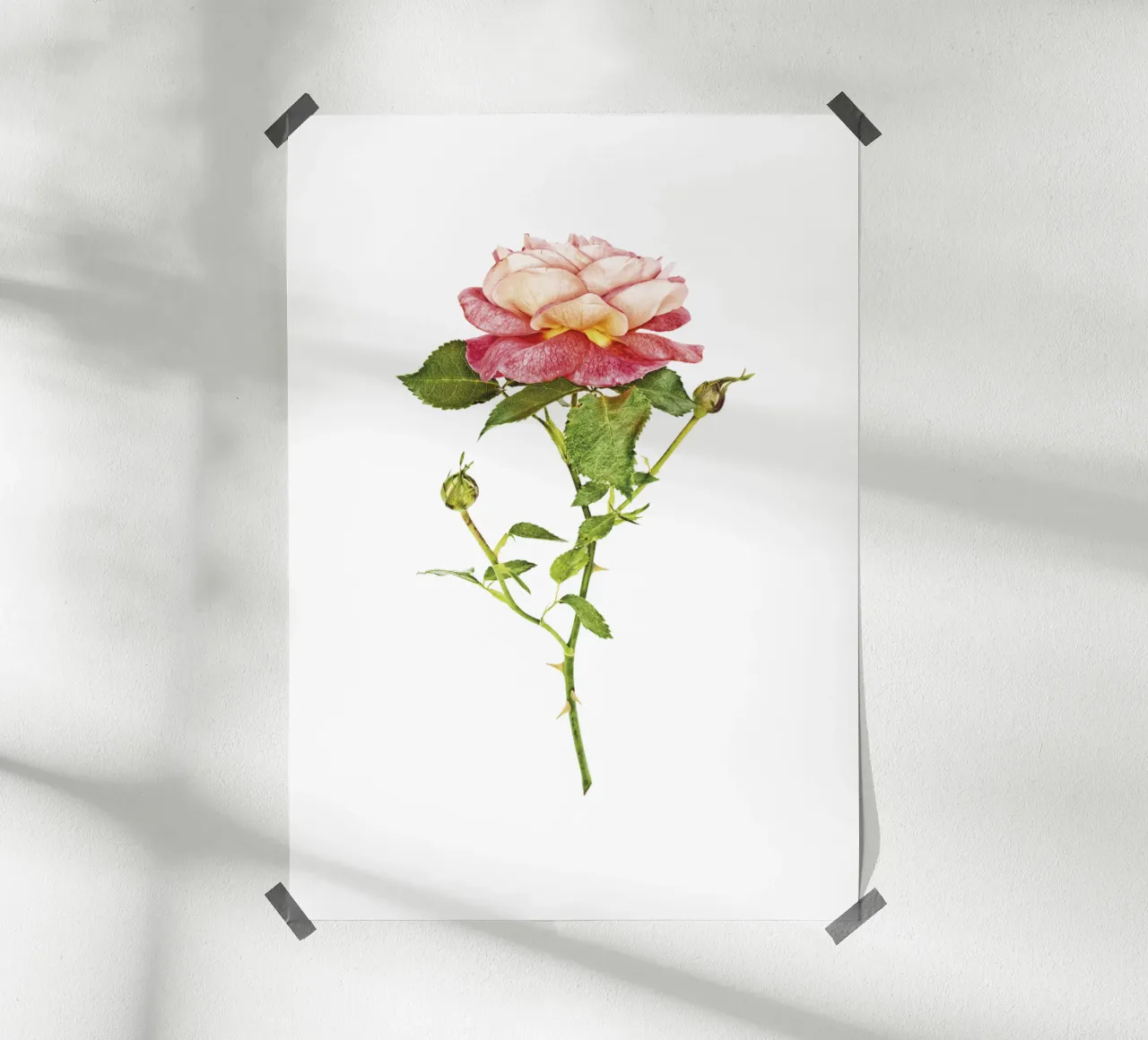 Fusione elegante: rosa arancio-rosa carta hahnemühle da Curious Collections by Marielle Leenders