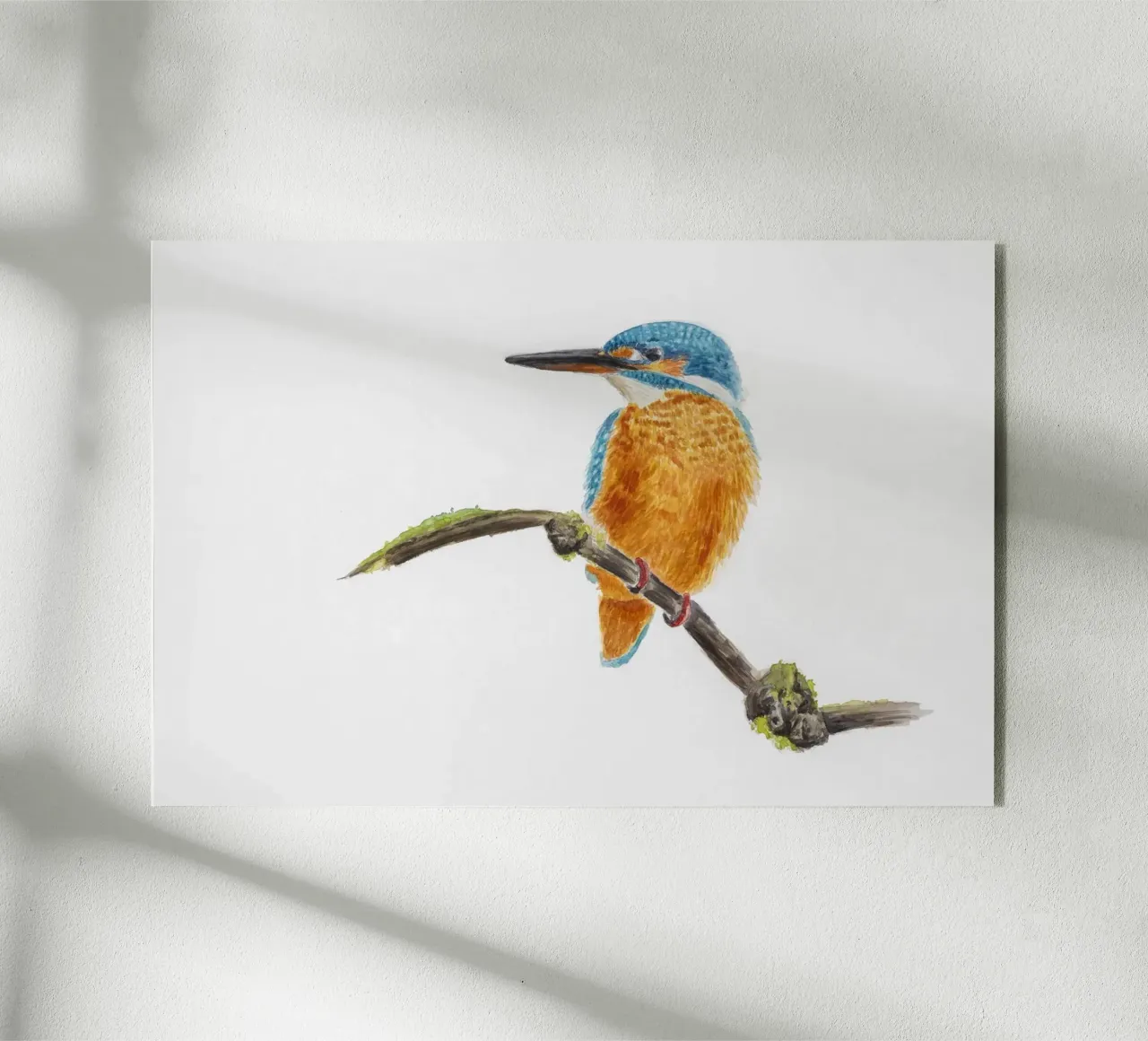 Eisvogel plexiglass da Barbara Buderath Illustrationen