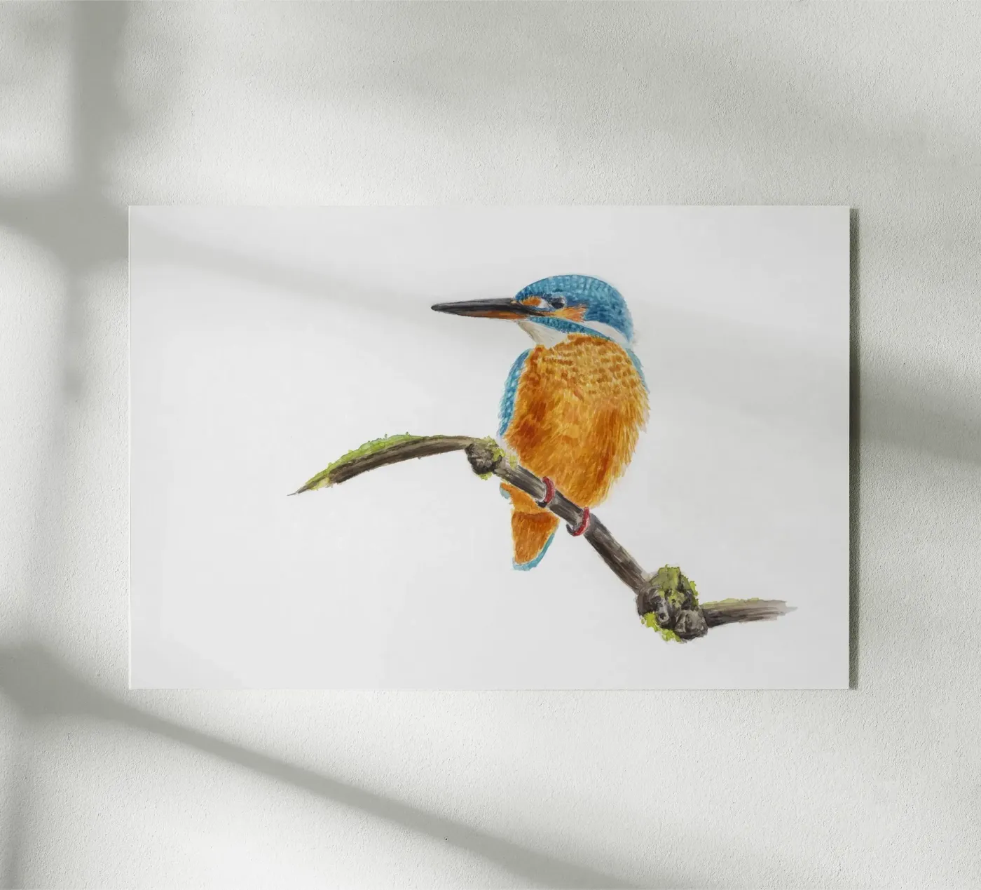 Eisvogel plexiglas de Barbara Buderath Illustrationen