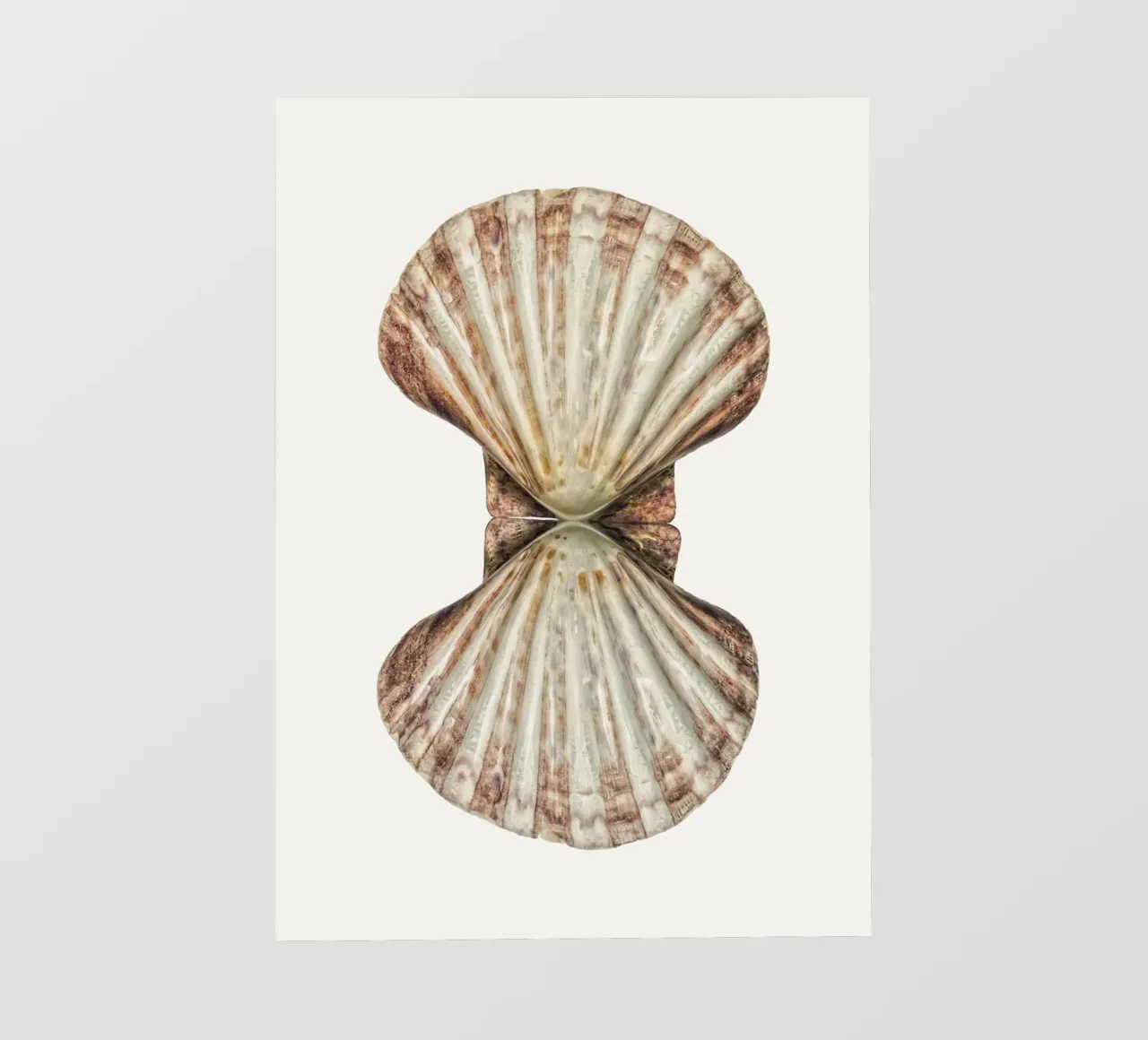 Poster della conchiglia di Venere pellicola backlit da Curious Collections by Marielle Leenders