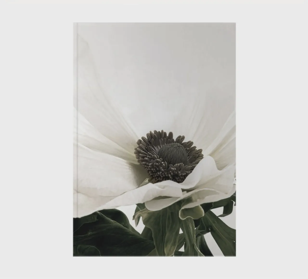 Elegant anemone - timeless flower picture in soft colours notebook by Whole©