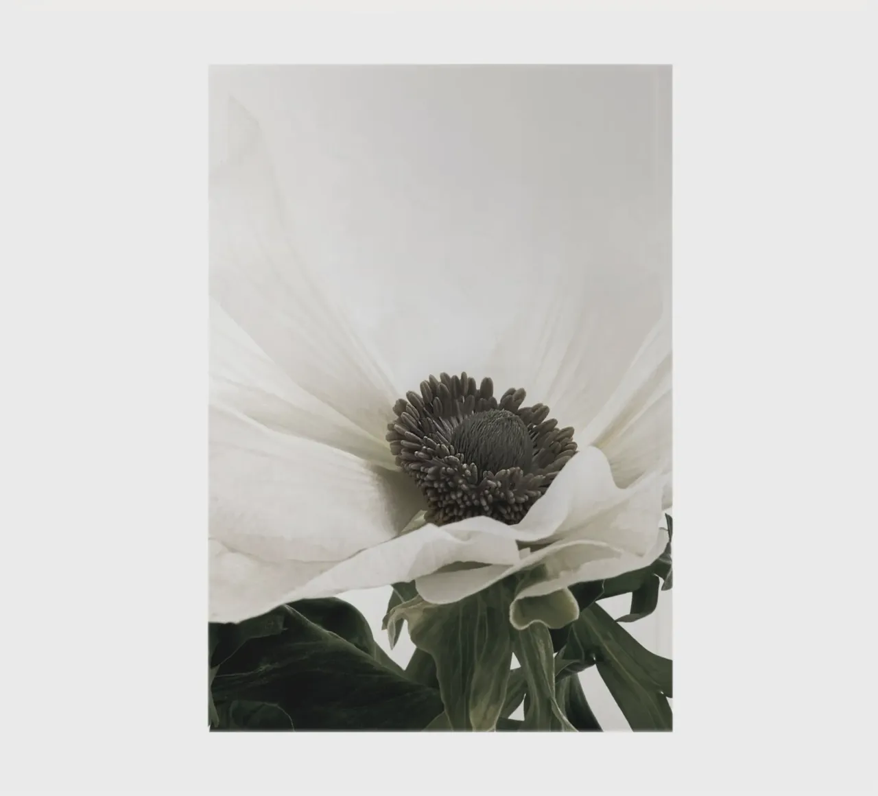 Elegant anemone - timeless flower picture in soft colours notebook by Whole©