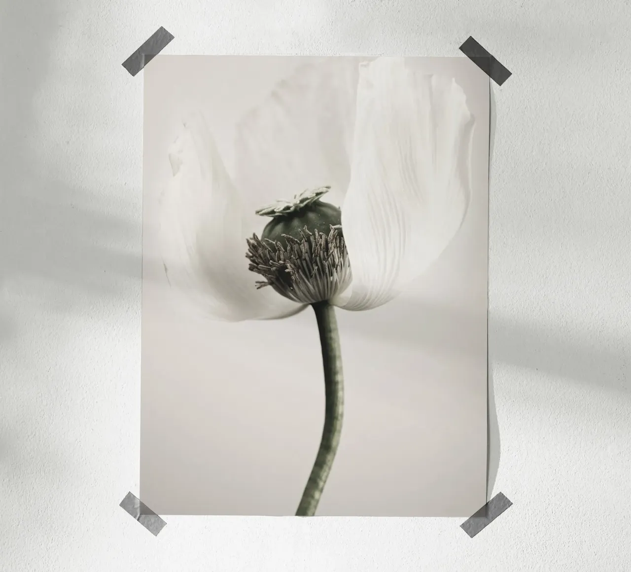 Noble poppy - Subtle floral motif in soft tones hahnemühle by Whole©