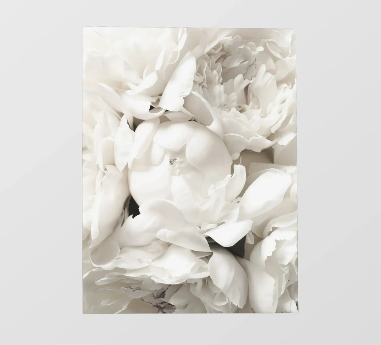 Peonia opulenta - Elegante motivo floreale in bianco telo in pvc da Whole©
