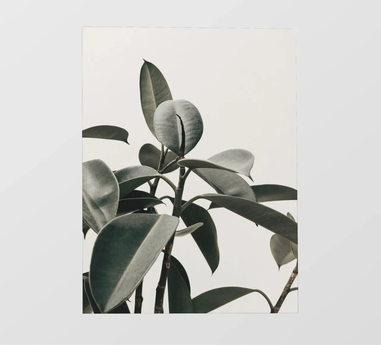 Modern rubber tree leaf - Stylish natural design pvc cover by Whole©