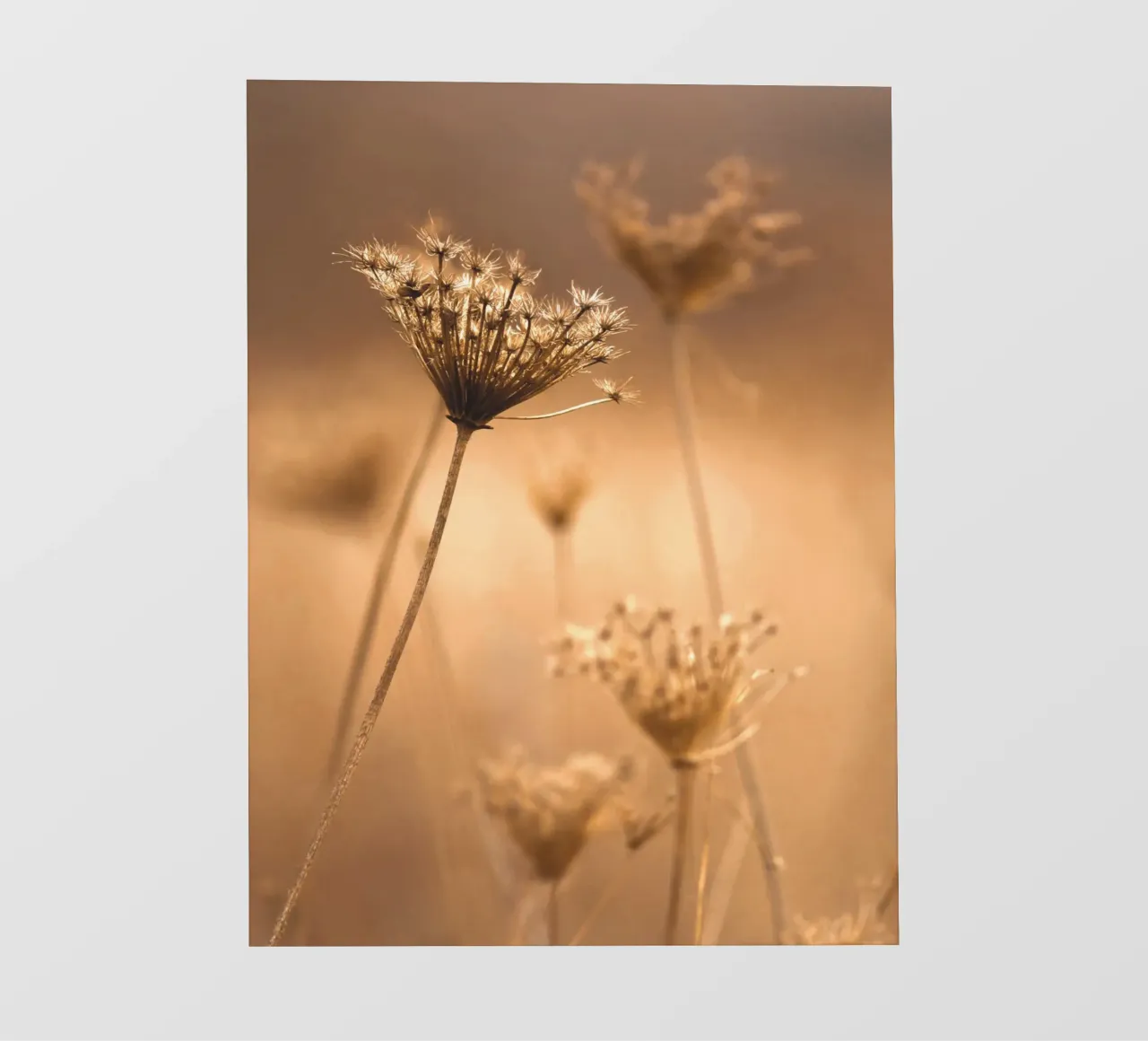Filigrane Natur in warmem Sepia – Zeitlose Eleganz Fototapete von Whole©