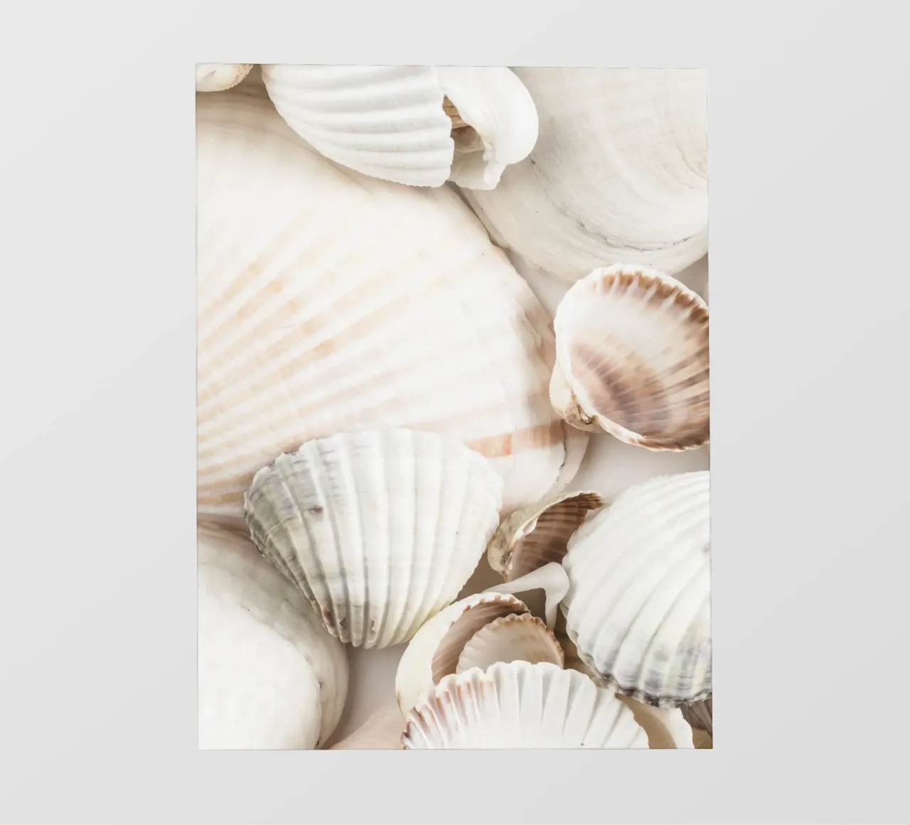 Design a conchiglia: un look marittimo naturale per la casa pellicola backlit da Whole©