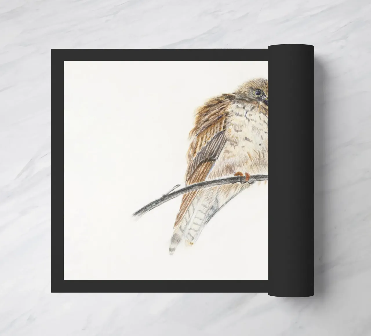 Falco spelacchiato zerbino da Barbara Buderath Illustrationen