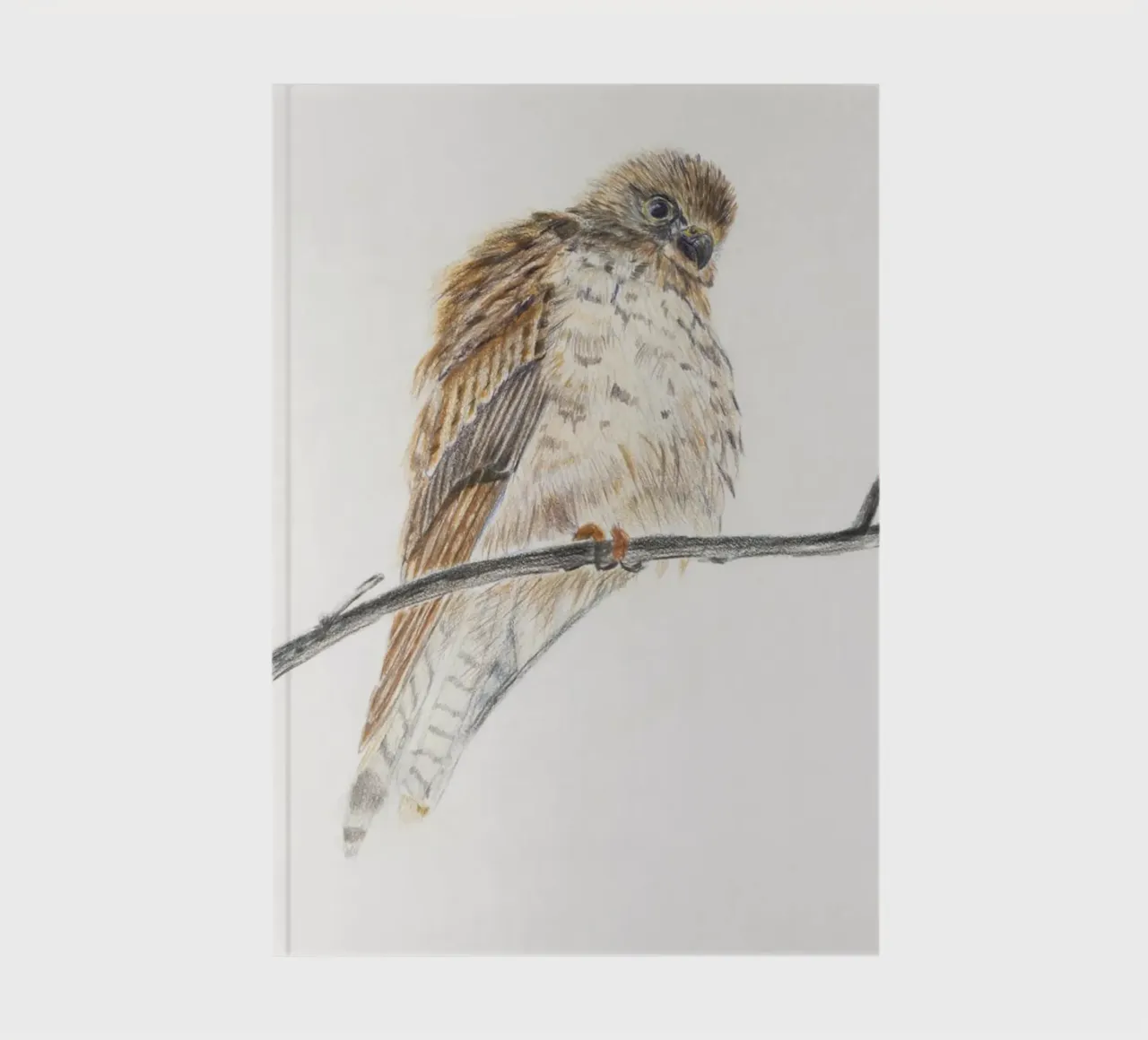 Fluffed up falcon notebook by Barbara Buderath Illustrationen