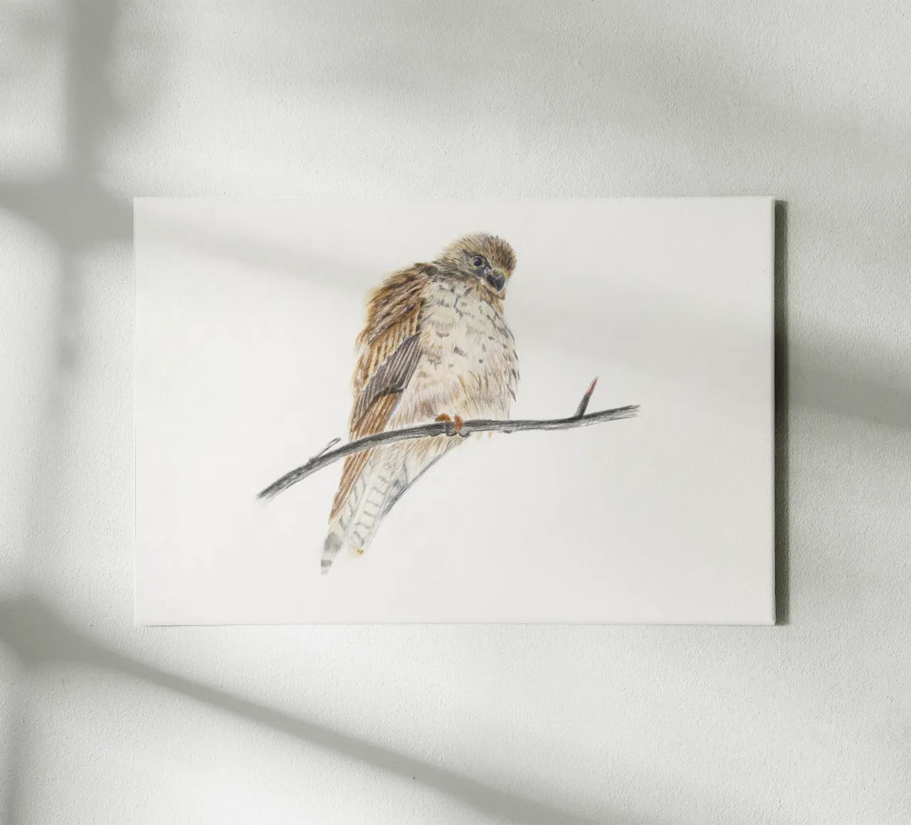 Fluffed up falcon canvas by Barbara Buderath Illustrationen