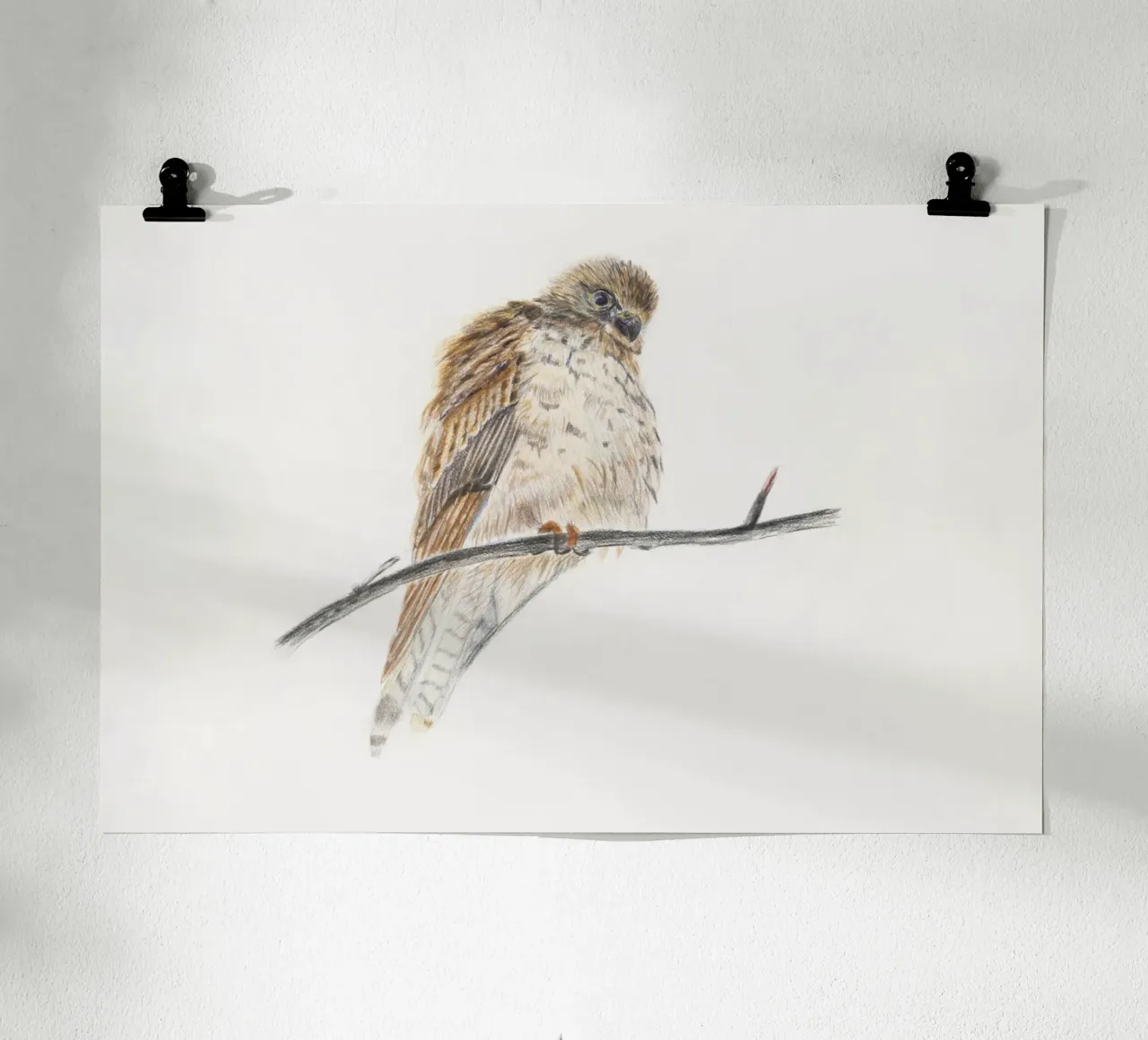 Falco spelacchiato carta hahnemühle da Barbara Buderath Illustrationen
