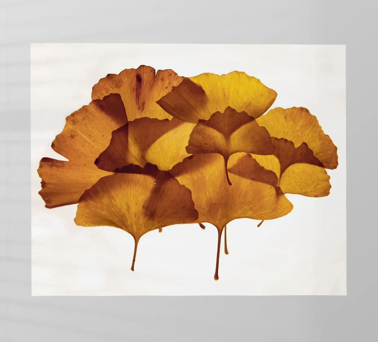Composizione delle foglie di Ginkgo Biloba pellicola backlit da Teresa André