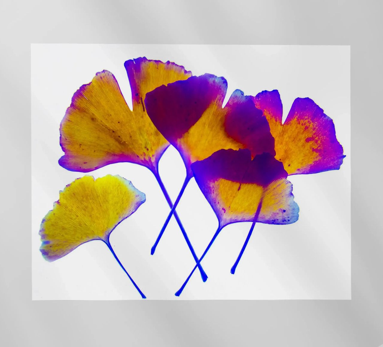 Ginkgo Biloba pellicola backlit da Teresa André